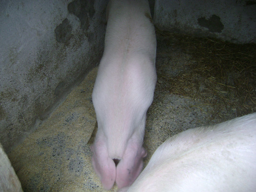  - PORCI PETRAEN SI LANDRACE 2018