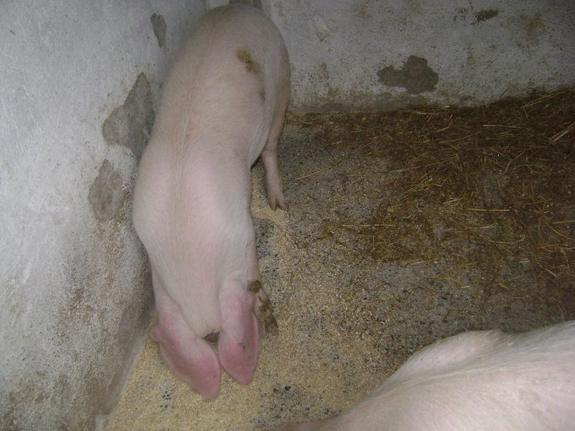  - PORCI PETRAEN SI LANDRACE 2018