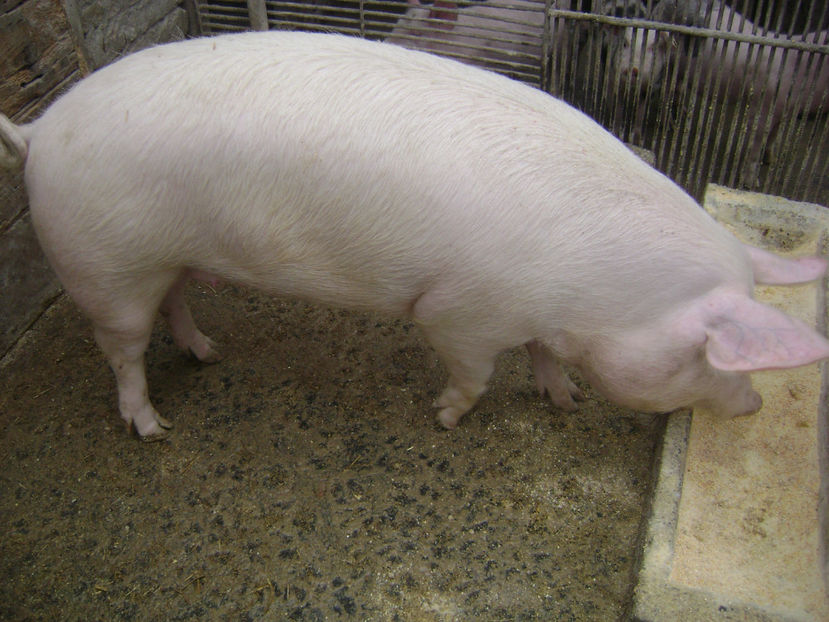  - PORCI PETRAEN SI LANDRACE 2018