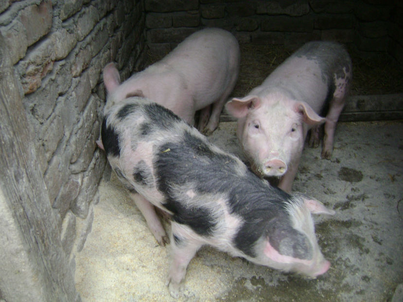  - PORCI PETRAEN SI LANDRACE 2018