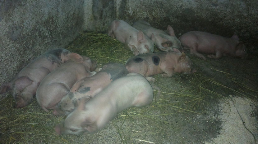  - PORCI PETRAEN SI LANDRACE 2018