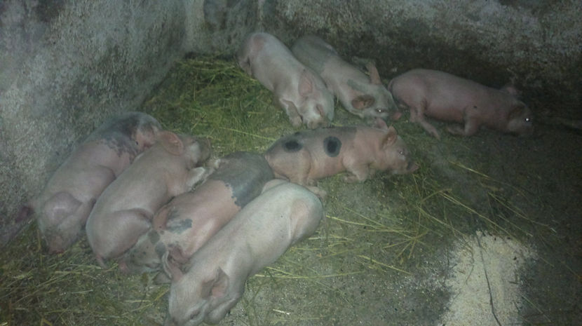  - PORCI PETRAEN SI LANDRACE 2018