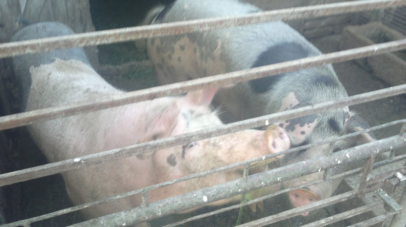  - PORCI PETRAEN SI LANDRACE 2018