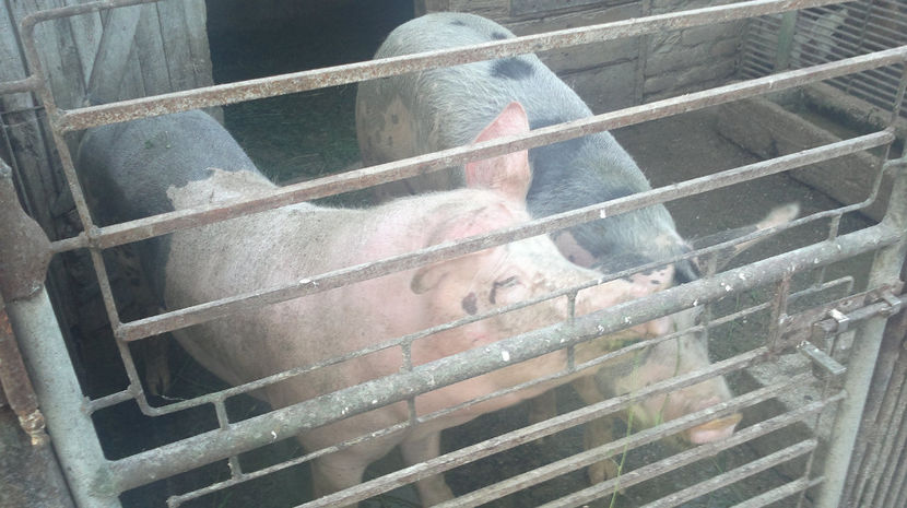  - PORCI PETRAEN SI LANDRACE 2018