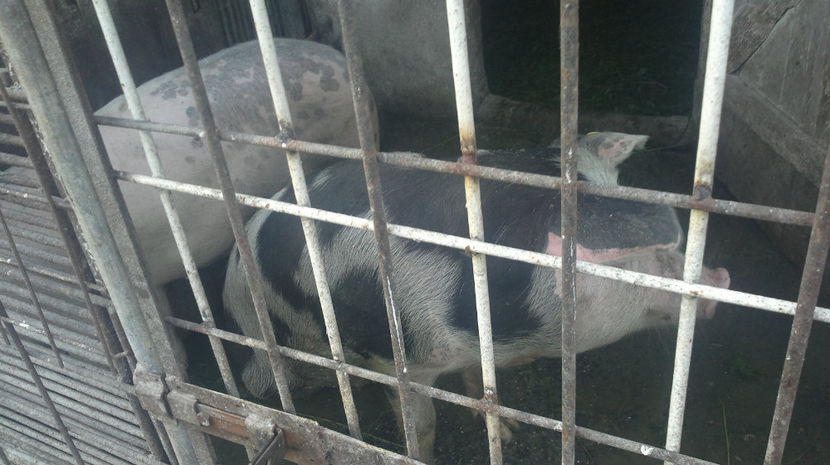  - PORCI PETRAEN SI LANDRACE 2018