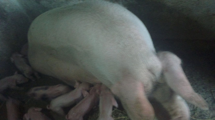  - PORCI PETRAEN SI LANDRACE 2018