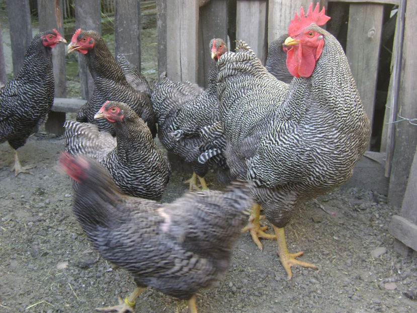  - PLIUTH ROCK BARAT 2018