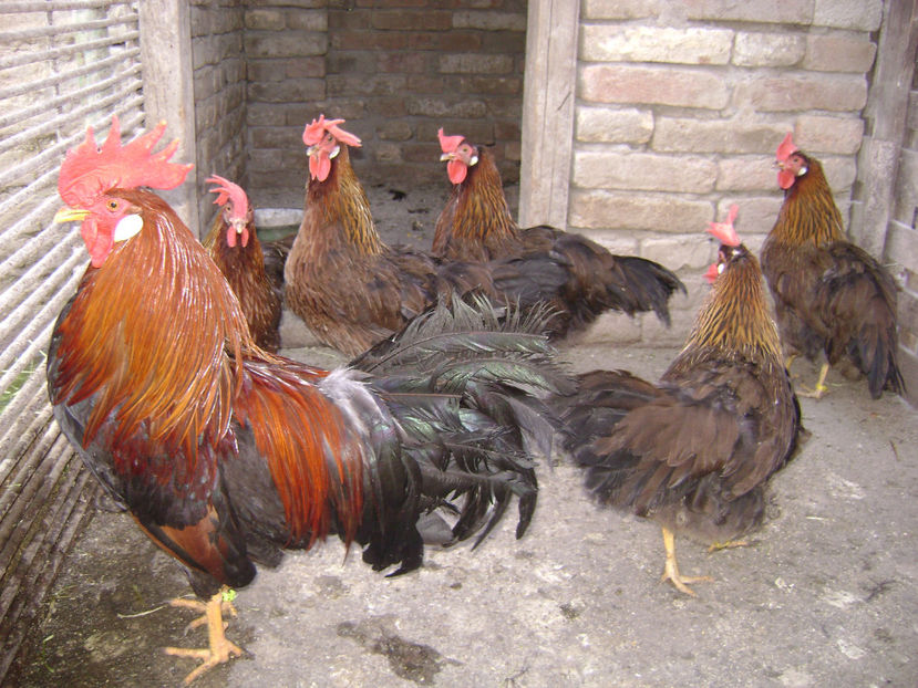  - ITALIENE POTARNICHII 2018