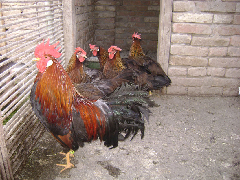  - ITALIENE POTARNICHII 2018