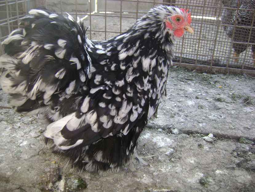  - COCHINCHINA PITIC BOBAT 2018