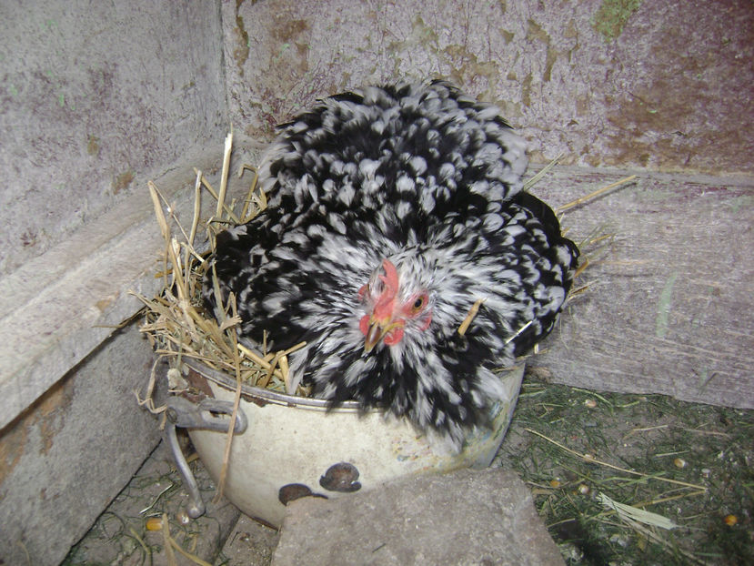  - COCHINCHINA PITIC BOBAT 2018