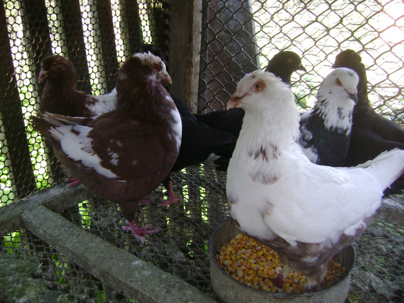  - PORUMBEI KING 2018