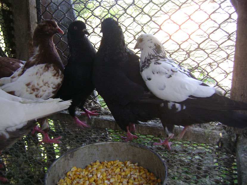  - PORUMBEI KING 2018