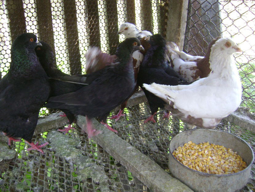  - PORUMBEI KING 2018