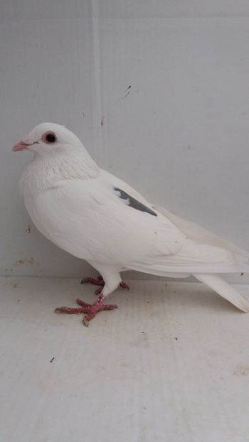 F 2018 vanduta - De! voiajori vanduti