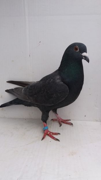 F 2018 vanduta - De! voiajori vanduti