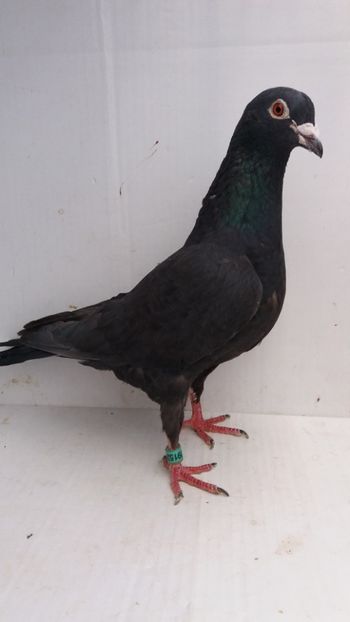 F 2011 vanduta - De! voiajori vanduti