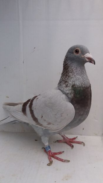 F 2016 vanduta - De! voiajori vanduti