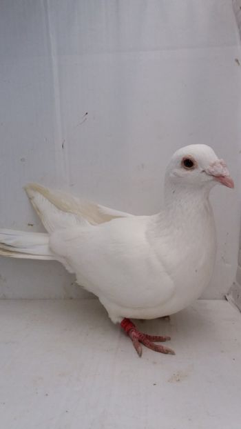 M 2018 vandut - De! voiajori vanduti