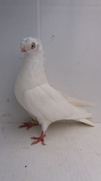 F 2017 - Por bimotati