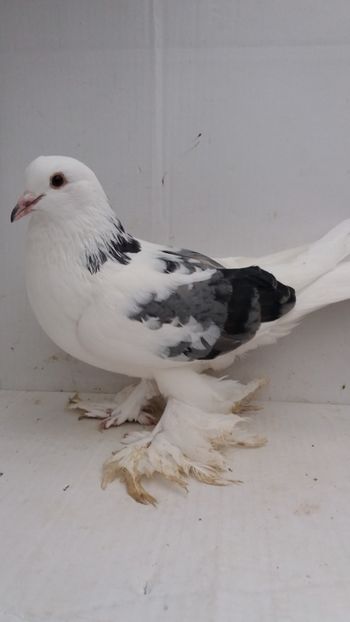 F 2016 - Por tapalagosi