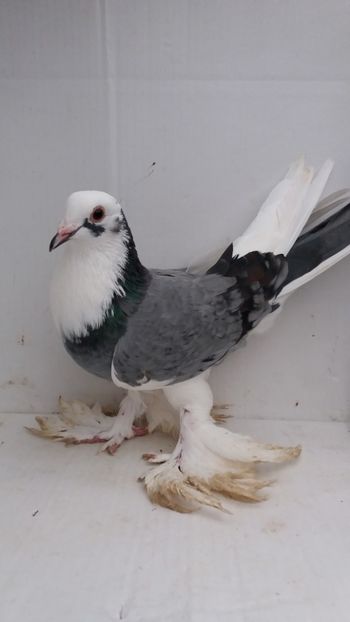 F 2017 - Por tapalagosi