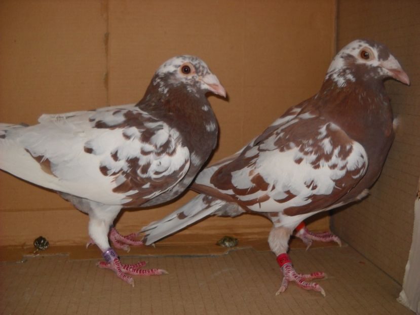  - UNDEVA IN SUCEAVA arhiva