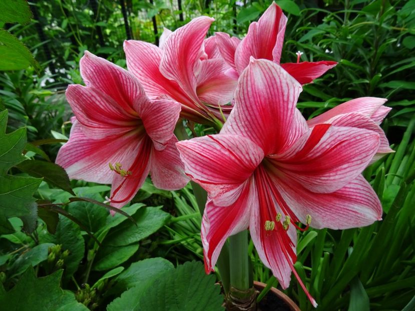 2014-09-15 23.35.12 - AMARYLLIS - Crinul de camera