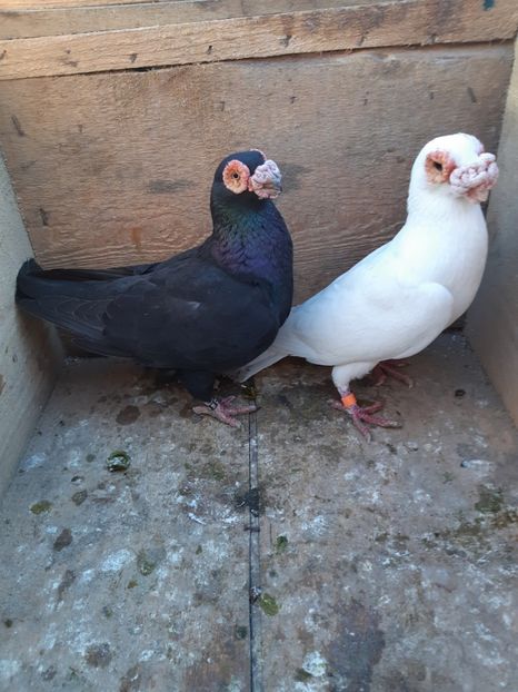 P6 m-2017,f-2016 - Perechi 2019