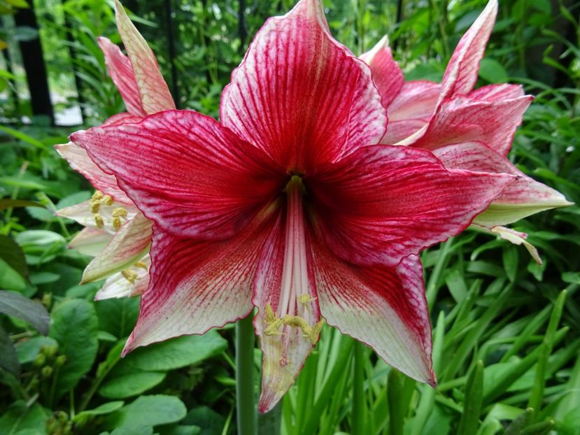 2014-09-15 23.37.46 - AMARYLLIS - Crinul de camera