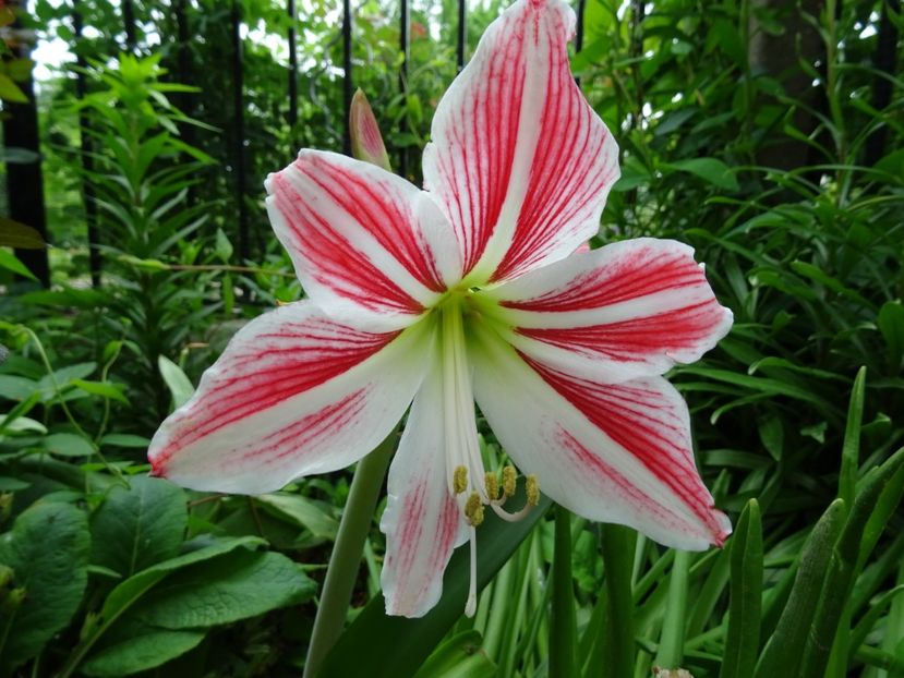 2014-09-15 23.38.16 - AMARYLLIS - Crinul de camera