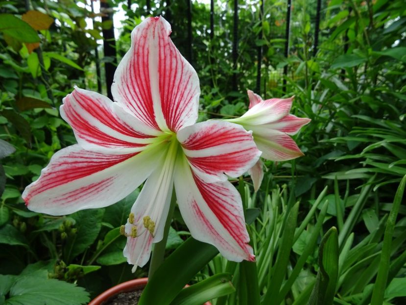 2014-09-15 23.38.23 - AMARYLLIS - Crinul de camera