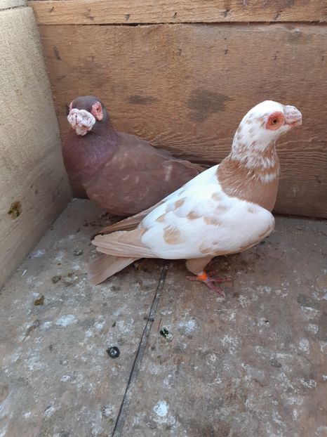 P10 m-2017,f-2017 - Perechi 2019