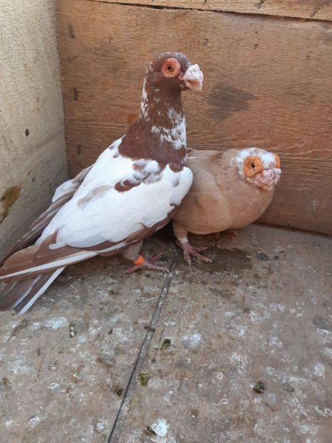 P13 m-2017,f-2015 - Perechi 2019