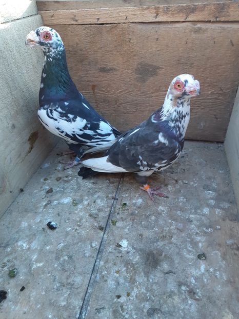 P14 m-2018,f-2017 - Perechi 2019