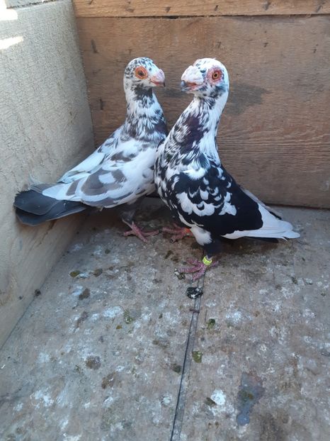 P15 m-2017,f-2018 - Perechi 2019