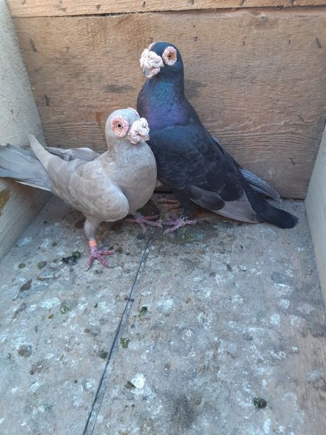 P16 m-2016,f-2014 - Perechi 2019