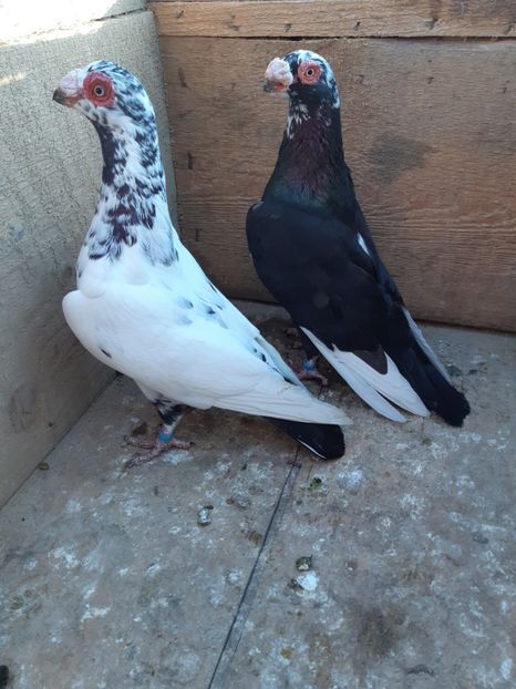 P17 m-2018,f-2018 - Perechi 2019
