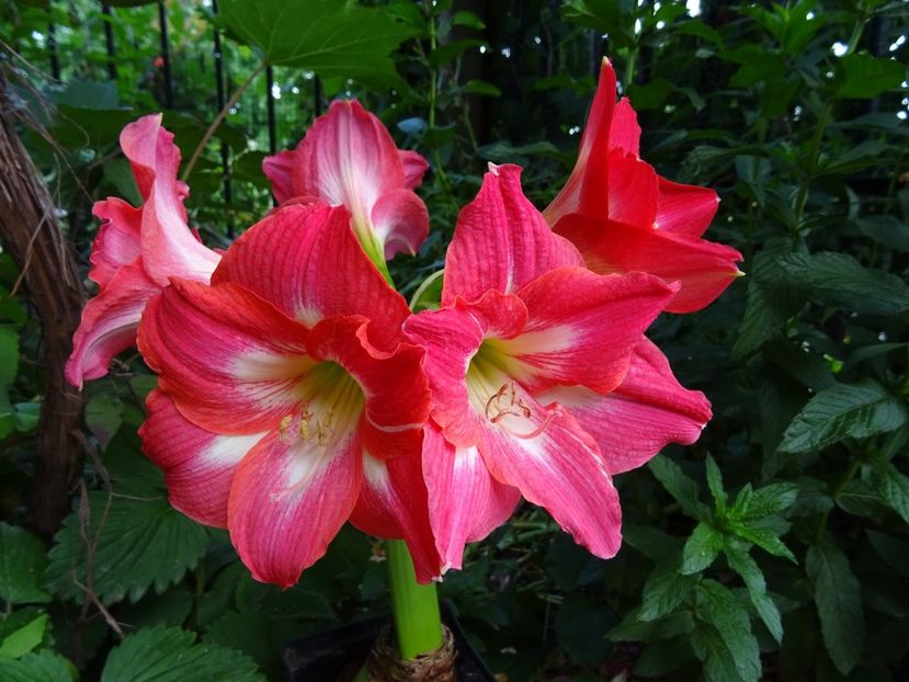 34506071_375826092929724_2637007871321047040_o - AMARYLLIS - Crinul de camera