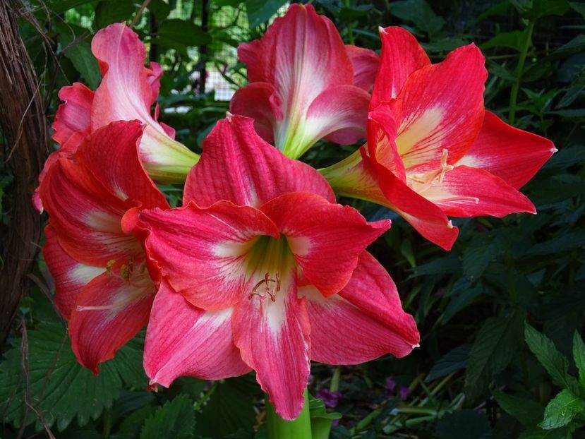 34560443_375826066263060_8172759539456671744_o - AMARYLLIS - Crinul de camera