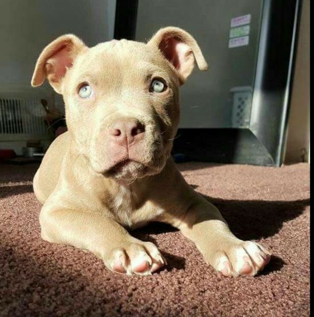 0b5912dba812b4bd298b07fc6d778759 - Animals