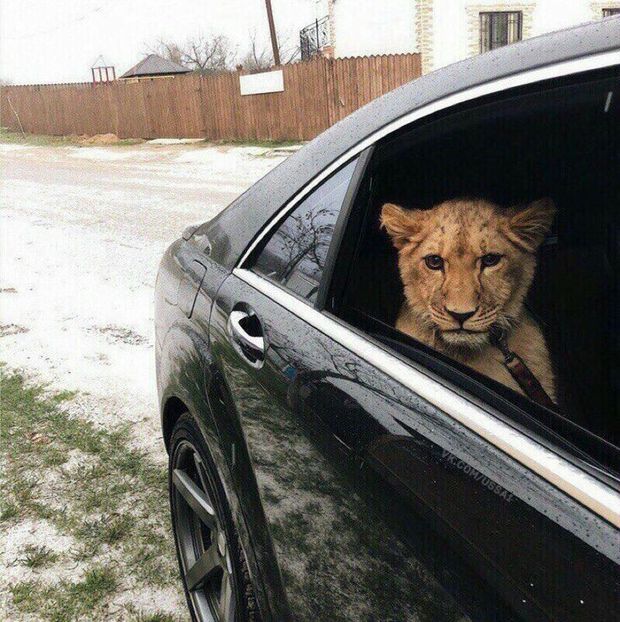 b7a987ec3554f0a73f9576258b8f61c3 - Animals