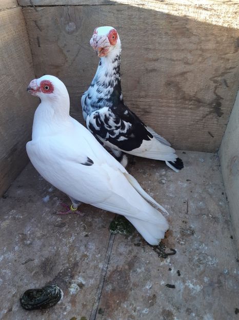  - Carunculati si Berberi