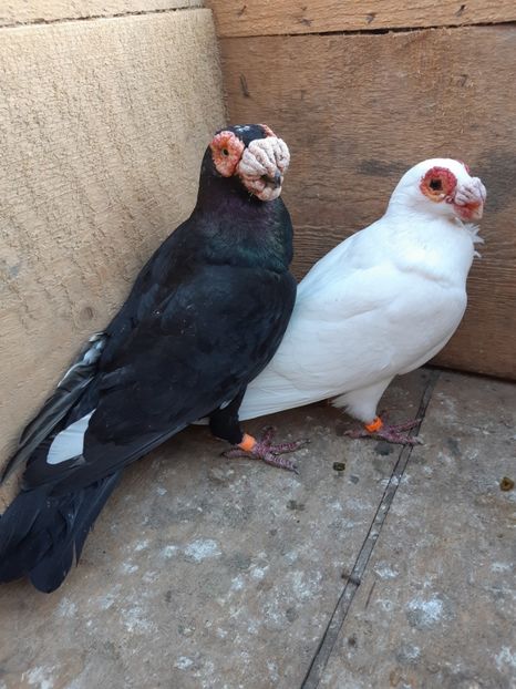  - Carunculati si Berberi