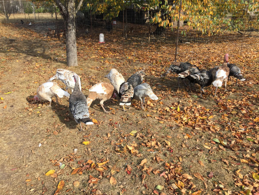  - 2018 curci autohtone