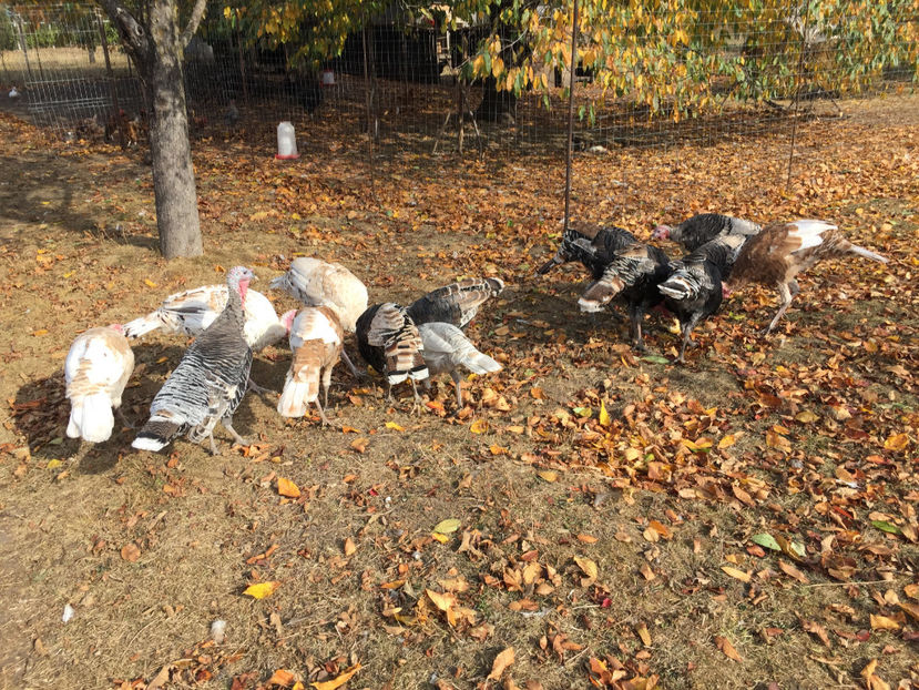  - 2018 curci autohtone