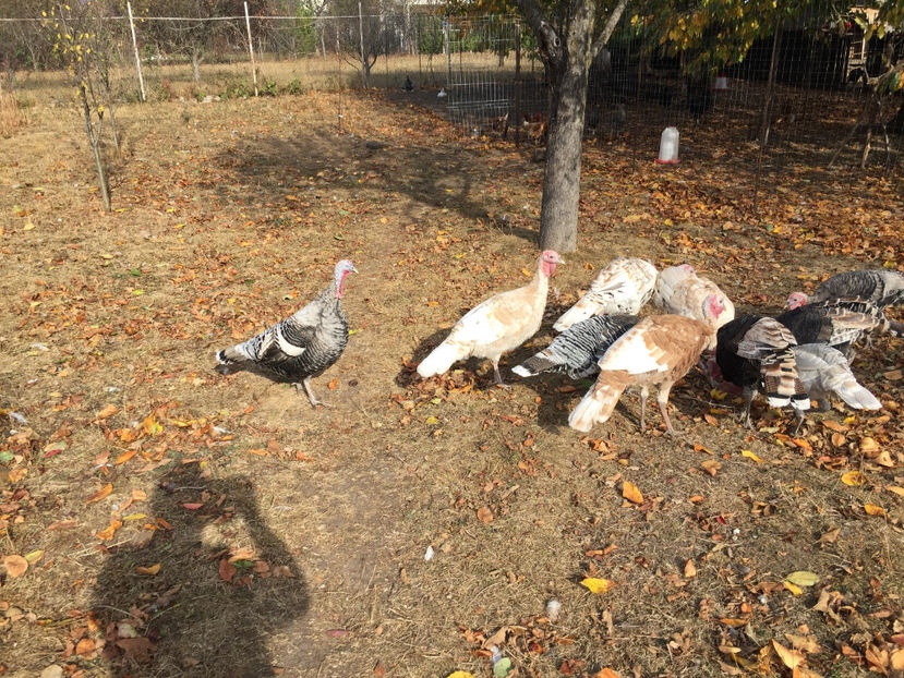  - 2018 curci autohtone