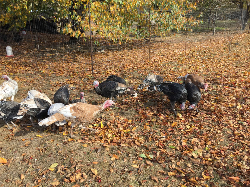  - 2018 curci autohtone