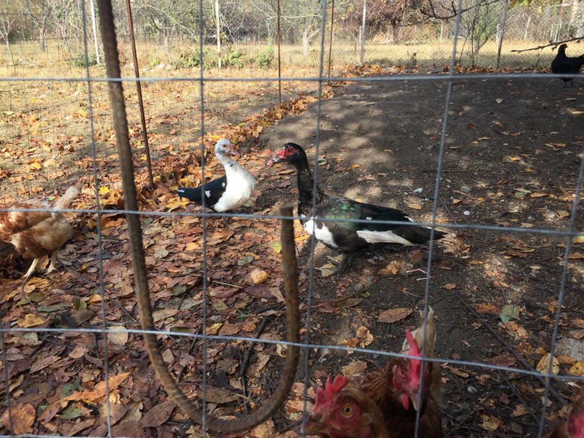  - 2018 rate lesesti si gaini pitice