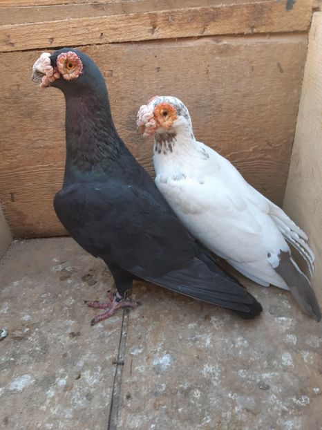  - Carunculati si Berberi